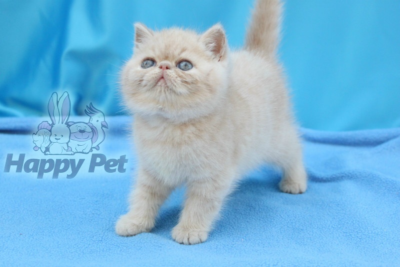 Vand Pisici Exotic Shorthair Bucuresti Constanta Iasi Craiova Brasov Timisoara