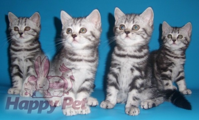 Vand Pisici British Shorthair Bucuresti Constanta Iasi Brasov Galati