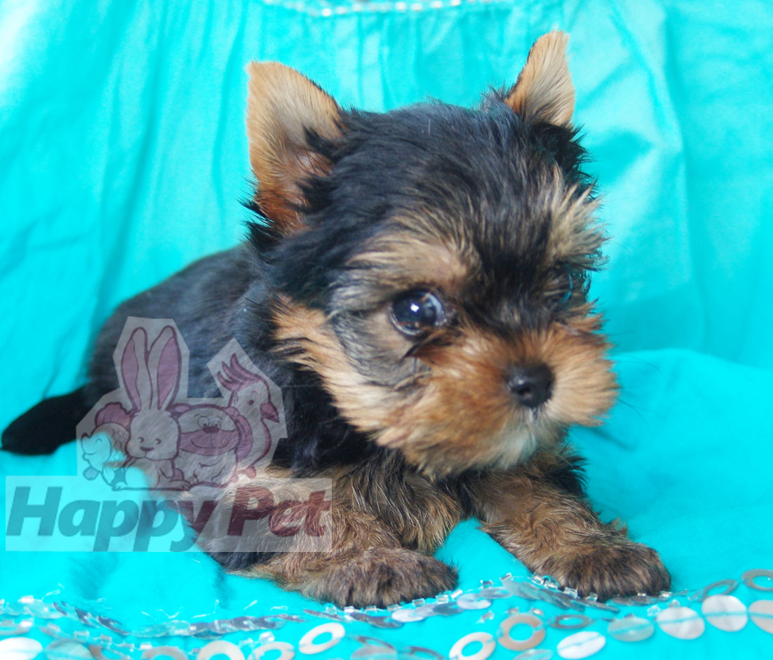 Vand catei Yorkshire Terrier Bucuresti Constanta Brasov Oradea Cluj Iasi