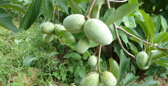 A Asiminia Triloba - Banana Nordului plante altoite 1,5 - 1,7m