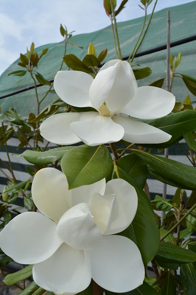 Magnolia Grandiflora - Magnolie de vara