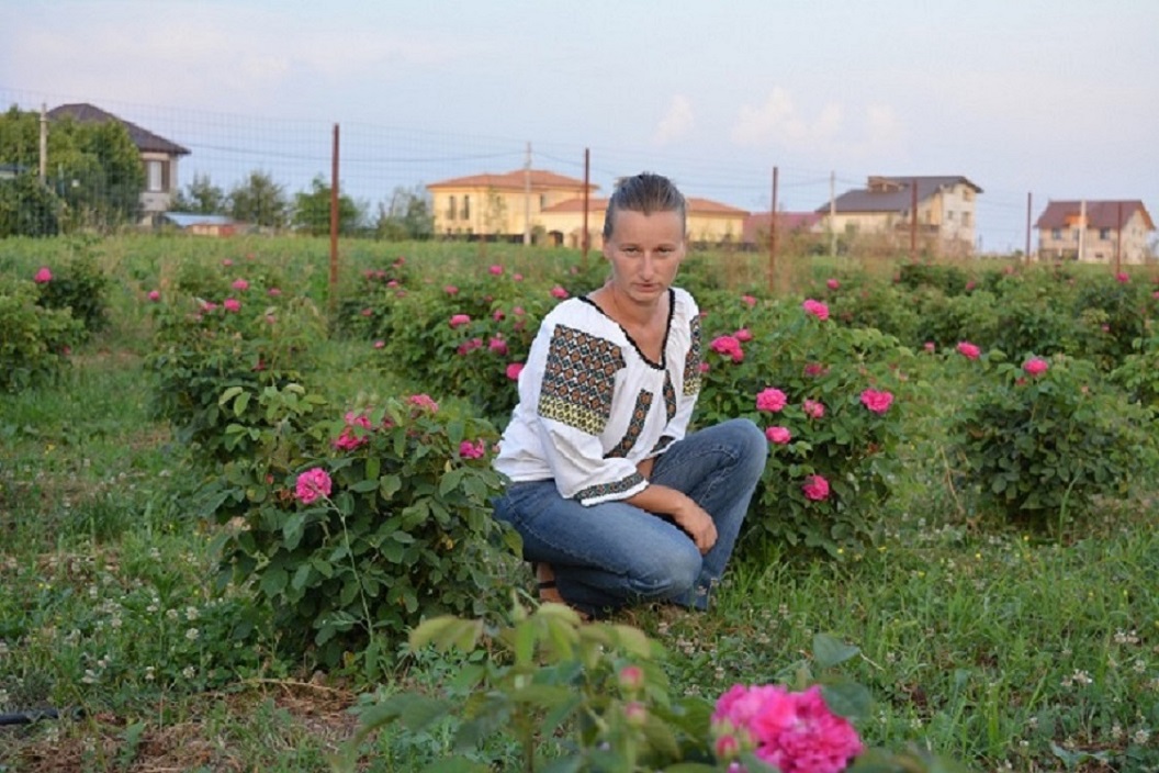 A Trandafiri de Dulceatata altoiti- ROSE DE RESCHT