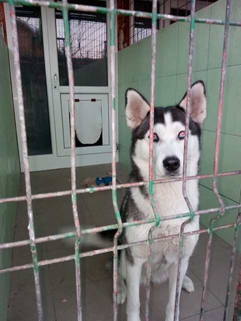 Pensiune canina Apache la doi pasi de Bucuresti