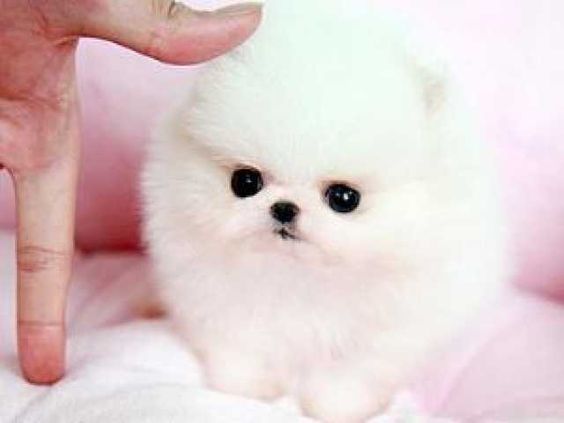 Mini Pomeranian Toy