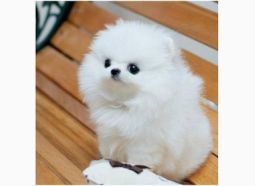 Pomeranian mini toy