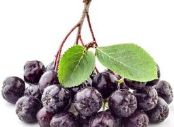 aronia