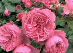 Famous Roses