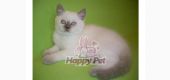 Vand Pisici British Shorthair Bucuresti Constanta Iasi Brasov Galati