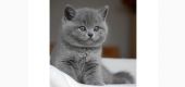 Vand Pisici British Shorthair Bucuresti Constanta Iasi Brasov Galati