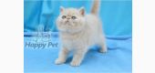 Vand Pisici Exotic Shorthair Bucuresti Constanta Iasi Craiova Brasov Timisoara