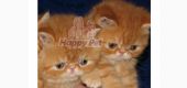 Vand Pisici Exotic Shorthair Bucuresti Constanta Iasi Craiova Brasov Timisoara