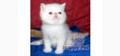 Vand Pisici Exotic Shorthair Bucuresti Constanta Iasi Craiova Brasov Timisoara