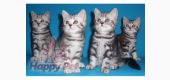 Vand Pisici British Shorthair Bucuresti Constanta Iasi Brasov Galati