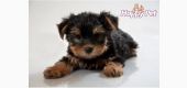 Vand catei Yorkshire Terrier Bucuresti Constanta Brasov Oradea Cluj Iasi