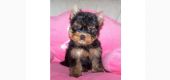 Vand catei Yorkshire Terrier Bucuresti Constanta Brasov Oradea Cluj Iasi