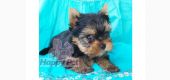 Vand catei Yorkshire Terrier Bucuresti Constanta Brasov Oradea Cluj Iasi