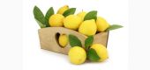 Lamai - Citrus Limone   1,1 - 1,3m