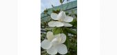 Magnolia Grandiflora - Magnolie de vara