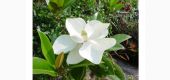 Magnolia Grandiflora - Magnolie de vara