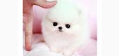 Mini Pomeranian Toy