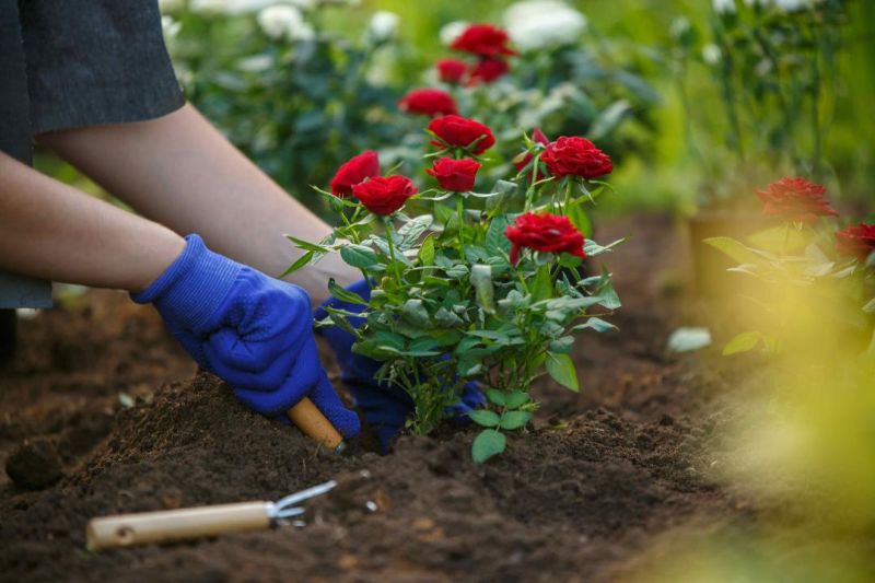 Famous Roses Bulgaria