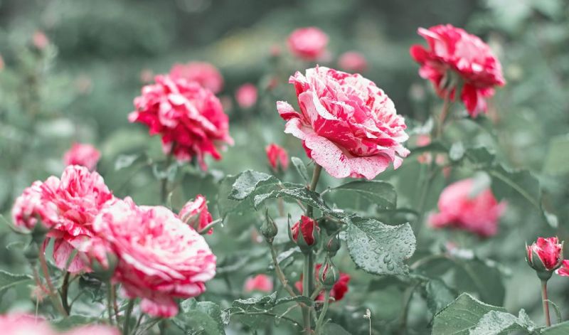 Famous Roses Bulgaria